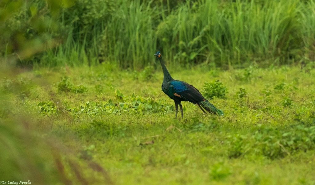 Trekking Cat Tien National Park 2 Days Itinerary